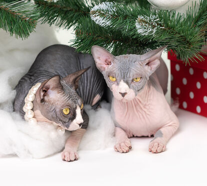 A partir deste dia 1 de janeiro, os gatos Sphynx e Scottish Fold estão proibidos nos Países Baixos como animais de estimação