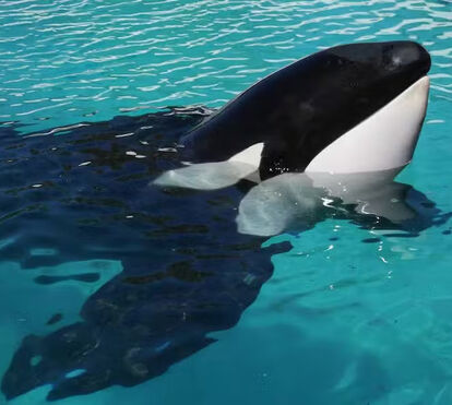 Ao fim de 30 anos de cativeiro, morreu Kshamenk, a 'orca mais solitária do mundo'