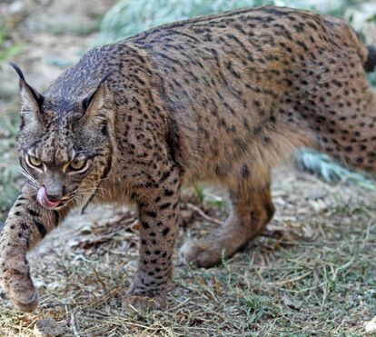 Património a proteger: ICNF bate recorde na monitorização do lince-ibérico no Vale do Guadiana