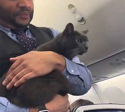 Um passageiro muito especial que se torna 'viral'! Gato 'à solta' anima voo da Southwest