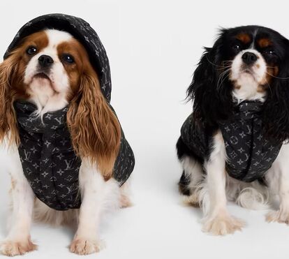 O luxo da Louis Vuitton também para pets, sob a batuta da genialidade de Pharrel Williams