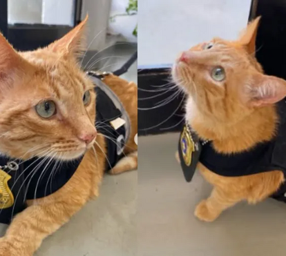 Certamente já ouviu falar de cães-polícia. E de gatos-polícia? Este é o 'Delegato'