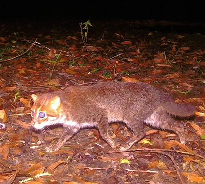 Notícia surpreendente: felino que se pensava extinto reaparece na Tailândia ao fim de 30 anos