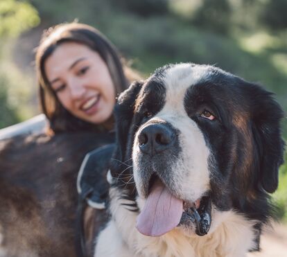 Gosta de cães grandes? Conheça 5 das maiores raças do Mundo
