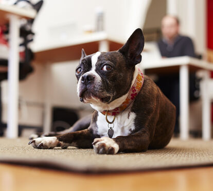 O fim dos 'Dog-Friendly'? O Reino Unido está em choque com o plano que quer expulsar os cães dos cafés