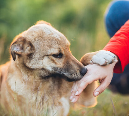 Frio, humidade e fungos. Conheça as doenças de pele mais comuns em cães e gatos nesta época do ano