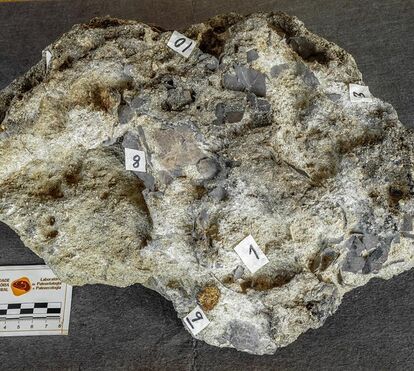 Viagem no tempo ao Período Jurássico! Encontrado ninho de dinossauros com 150 milhões de anos em Torres Vedras