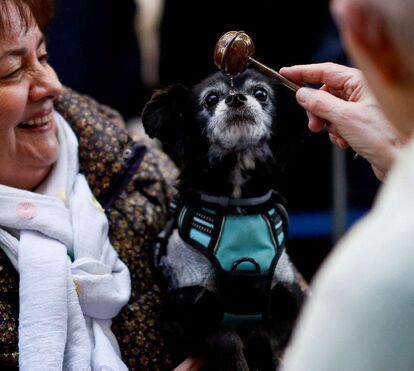 Igreja em Madrid volta a abrir portas para a bênção anual dos animais de estimação