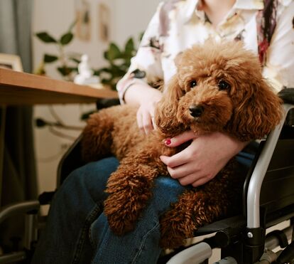Um gesto simples que faz a diferença: cães ajudam na recuperação de doentes no Hospital de Cascais
