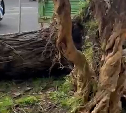 Tempestade Kristin causa caos: queda de árvore provoca estragos em Alvalade