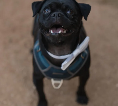Sabe o que são 'cães-presidente'? Estão a fazer sucesso nos Estados Unidos! Conheça a história destes patudos