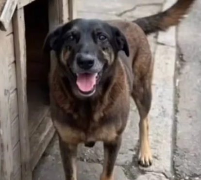 Esta é a história do Orelha, o cão que comoveu o Brasil e levou o tema dos maus-tratos a animais ao Senado