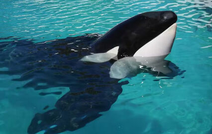 Morreu Kshamenk, a "orca mais solitária do mundo", após mais de 30 anos em cativeiro na Argentina