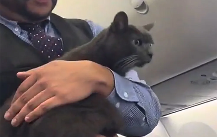 De passageiro a estrela das redes sociais! Gato "à solta" anima voo da Southwest