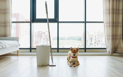 Quer manter a casa limpa e cheirosa, sem deixar o patudo doente? Este artigo é para si!