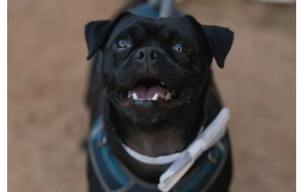  Mo Bamba, o primeiro mayor canino de Austin, Texas.