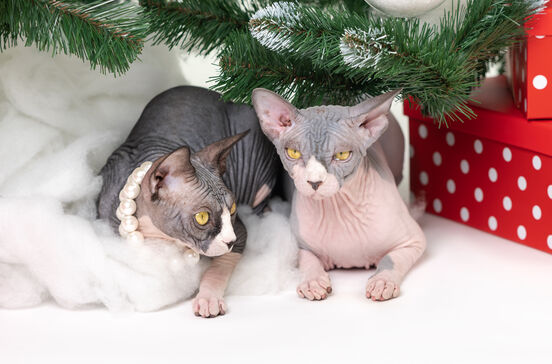 Holanda vai proibir manter gatos Sphynx e Scottish Fold como animais de estimação a partir de 2026