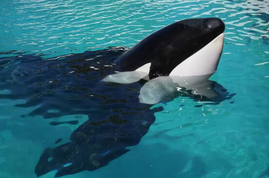 Morreu Kshamenk, a 'orca mais solitária do mundo', após mais de 30 anos em cativeiro na Argentina