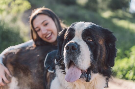 É fã de cães grandes? Conheça 5 das maiores raças do Mundo