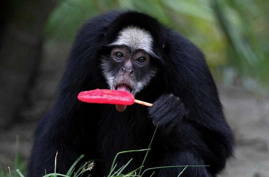 Animais do BioParque recebem gelados de carne e fruta, para aguentar onda de calor no Rio de Janeiro