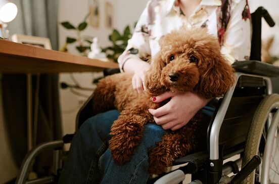 Em Portugal há cães de assistência, mas não há 'cães de suporte emocional'. Entenda as diferenças