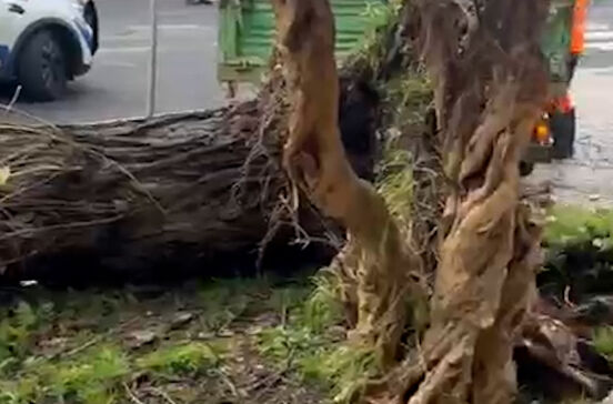 Temporal Kristin causa caos: queda de árvore provoca estragos em Alvalade