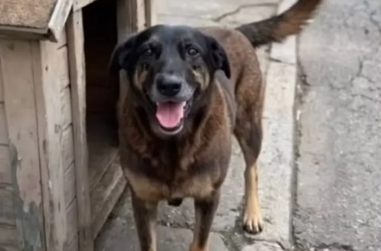 Orelha, o cão que comoveu o Brasil (e o Mundo) e levou o tema dos maus-tratos a animais ao Senado