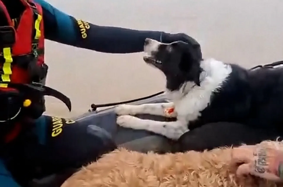 Cheias em Espanha! Guarda Civil resgata cães e gatos das cheias em Jerez de la Frontera