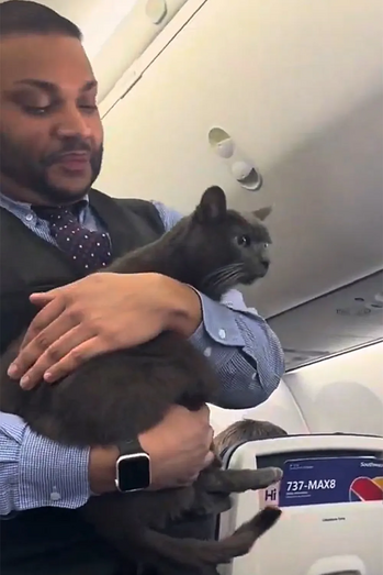 De passageiro a estrela das redes sociais! Gato "à solta" anima voo da Southwest