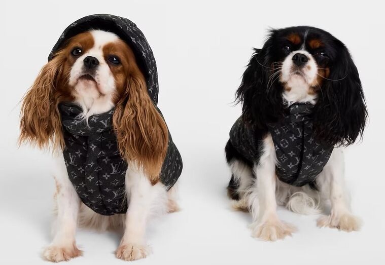 Coleção Dog da Louis Vuitton reinventa moda canina com tradição e estilo