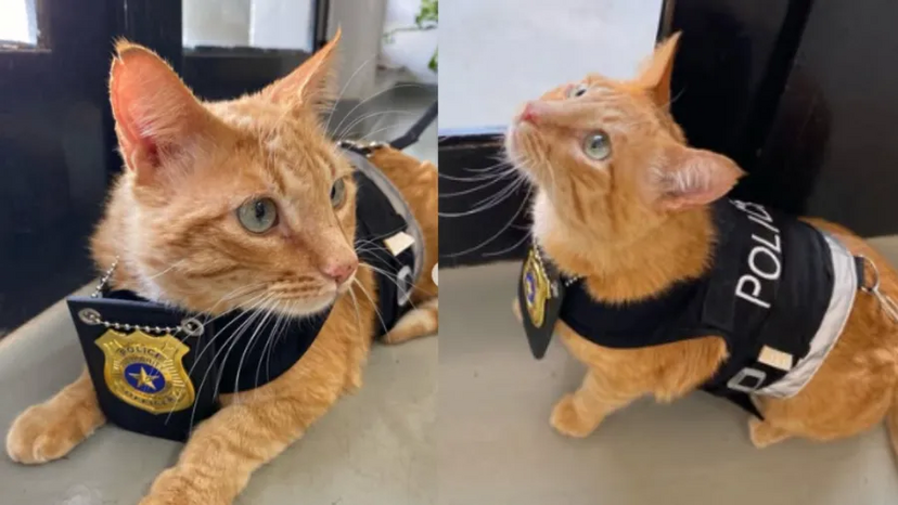 Certamente já ouviu falar de cães-polícia. E de gatos-polícia? Este é o "Delegato"