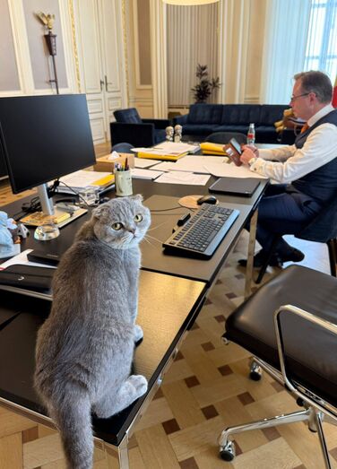 Maximus, o gato do primeiro-ministro da Bélgica, é a nova estrela da política europeia