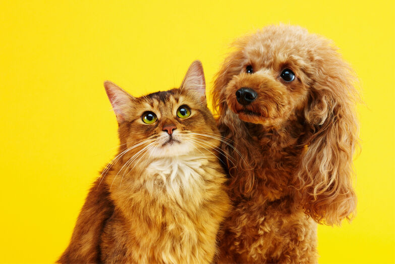 Suplementos, snacks e higiene oral. O que está a mudar nas escolhas dos tutores?