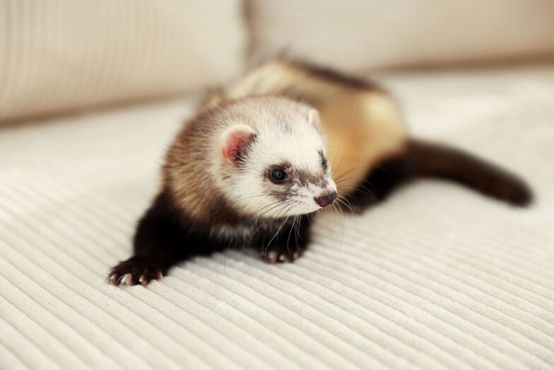 Gostava de ter um furão? Eis o que deve saber antes de adotar este pequeno tornado de quatro patas