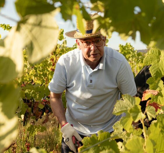 António José Seguro produz vinho e azeite na sua quinta