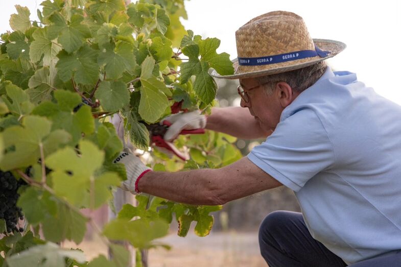 Tozé Seguro dedica-se à produção de vinho e azeite na sua quinta