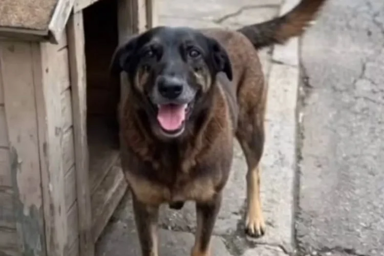 Orelha, o cão que comoveu o Brasil (e o Mundo) e levou o tema dos maus-tratos a animais ao Senado