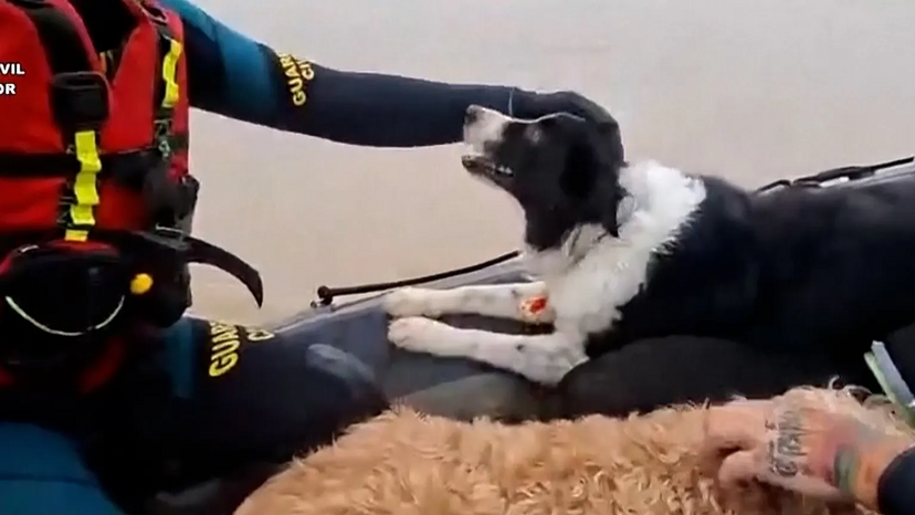 Cheias em Espanha! Guarda Civil resgata cães e gatos das cheias em Jerez de la Frontera