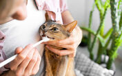 Mau hálito, tártaro e dor. Saiba porque é tão importante escovar os dentes ao seu gato