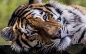 Tigre do Zoo de Lisboa relaxa enquanto casais celebram o Dia dos Namorados com visita noturna