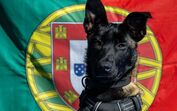 Poncha, cadela resgatada, integra a Marinha Portuguesa e apoia militares