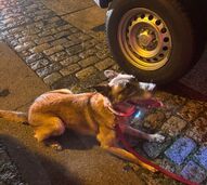 Heroína de quatro patas! Esta é a Bonny, a cadela dos Bombeiros de Famalicão que encontrou  uma criança desaparecida