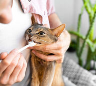 Mau hálito, tártaro e dor. Saiba porque é tão importante escovar os dentes ao seu gato