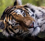 Tigre do Zoo de Lisboa relaxa enquanto casais celebram o Dia dos Namorados com visita noturna