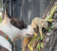 Millie e Esquilo: conheça estes dois amigos de espécies diferentes, que se tornaram inseparáveis