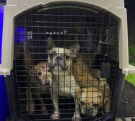 Arruda dos Vinhos: Bombeiros e IRA resgatam 29 animais após deslizamentos de terras