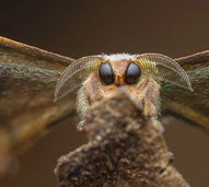 Categoria "Invertebrate Portrait": Laurent Hesemans com "Good Boy"