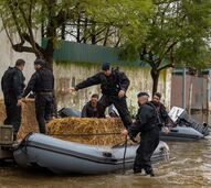 Marinha e bombeiros alimentam animais isolados no Tejo, em Salvaterra de Magos