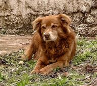 Brasil: Patudo 'Bob Coveiro' dá nome a nova lei que reconhece o laço afetivo entre humanos e pets