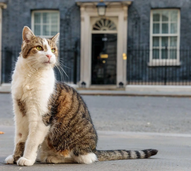 Parabéns, Larry! O verdadeiro líder de Downing Street celebra 15 anos como "Chief Mouser"
